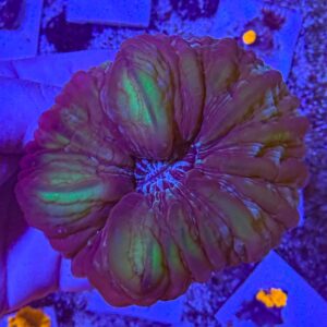 Ultra Green Cynarina