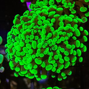 Toxic Green Hammer