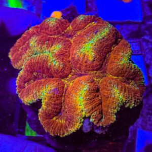 Ultra Symphyllia Coral