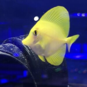 Japanese Yellow Tang Juvenile Voucher